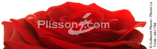 Red Rose. - © Guillaume Plisson / Plisson La Trinité / AA11768 - Photo Galleries - Flora