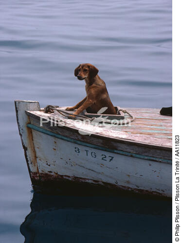 Chien dans une barque. - © Philip Plisson / Plisson La Trinité / AA11823 - Nos reportages photos - Mer calme