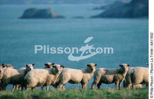 Sheep in edge of sea. - © Philip Plisson / Plisson La Trinité / AA11832 - Photo Galleries - Grass