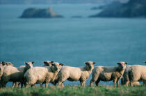 Moutons en bord de mer. © Philip Plisson / Plisson La Trinité / AA11832 - Nos reportages photos - Mouton