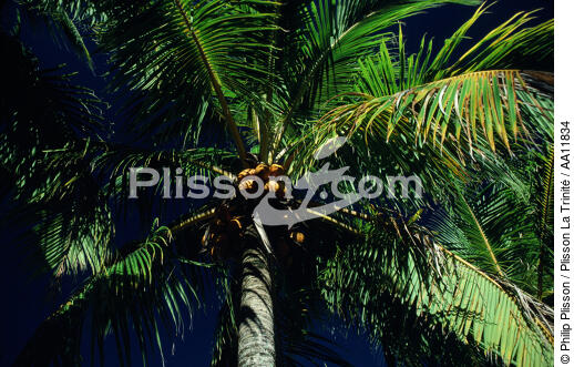 Cocotier. - © Philip Plisson / Plisson La Trinité / AA11834 - Nos reportages photos - Ciel bleu