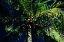 Coconut palm. © Philip Plisson / Plisson La Trinité / AA11834 - Photo Galleries - Good weather