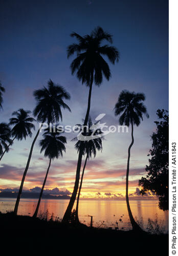 Sunset on Tahiti. - © Philip Plisson / Plisson La Trinité / AA11843 - Photo Galleries - Palm tree