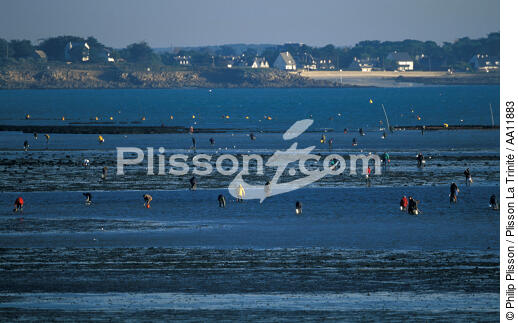 Fishing on foot for shellfish at low tide. - © Philip Plisson / Plisson La Trinité / AA11883 - Photo Galleries - Low tide