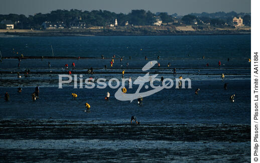 Fishing on foot for shellfish at low tide in the Bay of Quiberon. - © Philip Plisson / Plisson La Trinité / AA11884 - Photo Galleries - Dusk