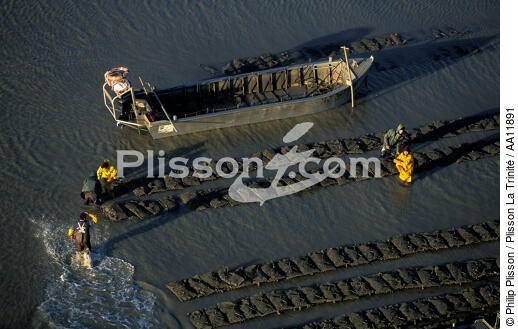 Oyster farming in Vendée. - © Philip Plisson / Plisson La Trinité / AA11891 - Photo Galleries - Lighter used by oyster farmers
