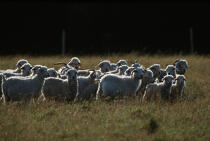 Moutons sur Belle- Ile. © Philip Plisson / Plisson La Trinité / AA11911 - Nos reportages photos - Ile [56]