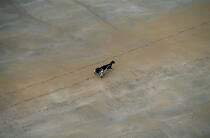 Promenade à cheval sur la plage. © Philip Plisson / Plisson La Trinité / AA11949 - Nos reportages photos - Sable