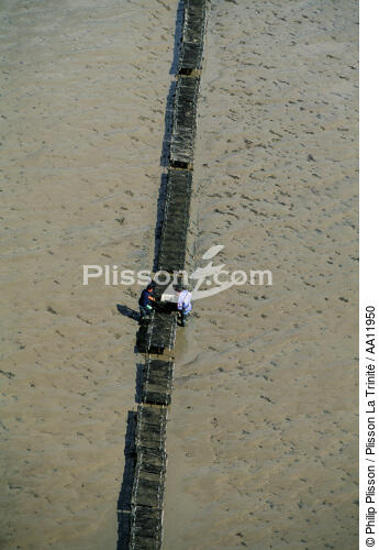 Oyster farming. - © Philip Plisson / Plisson La Trinité / AA11950 - Photo Galleries - Low tide