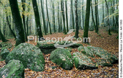 Forest. - © Guillaume Plisson / Plisson La Trinité / AA11953 - Photo Galleries - Flora