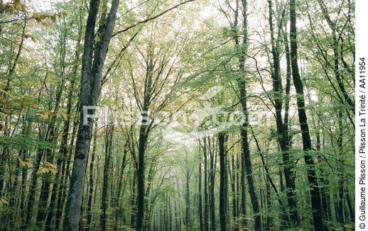Forêt. - © Guillaume Plisson / Plisson La Trinité / AA11954 - Nos reportages photos - Arbre