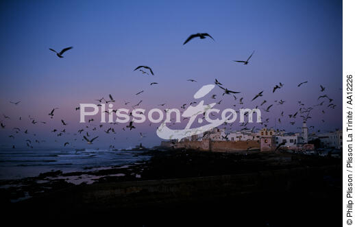 Essaouira - © Philip Plisson / Plisson La Trinité / AA12226 - Nos reportages photos - Mouette