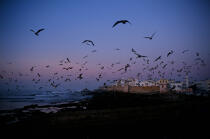 Essaouira © Philip Plisson / Plisson La Trinité / AA12226 - Nos reportages photos - Oiseau marin
