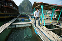 Fishing in Along Bay. © Philip Plisson / Plisson La Trinité / AA12454 - Photo Galleries - Along Bay, Vietnam