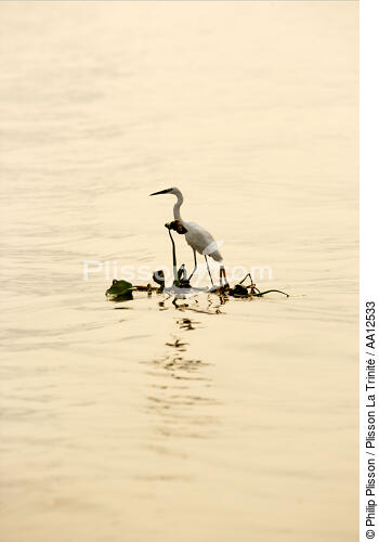 Egret. - © Philip Plisson / Plisson La Trinité / AA12533 - Photo Galleries - Marshland bird
