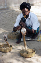 Cobra à Cochin. © Philip Plisson / Plisson La Trinité / AA12577 - Nos reportages photos - Kerala