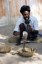 Cobra à Cochin. © Philip Plisson / Plisson La Trinité / AA12578 - Nos reportages photos - Ville [Kerala]