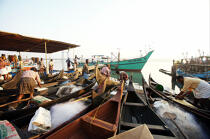 Retour de pêche à Cochin. © Philip Plisson / Plisson La Trinité / AA12592 - Nos reportages photos - Kerala