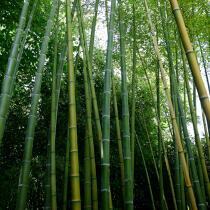 Forêt de bambous. © Guillaume Plisson / Plisson La Trinité / AA12881 - Nos reportages photos - Paysage intérieur