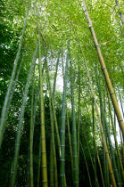 Forêt de bambous. © Guillaume Plisson / Plisson La Trinité / AA12882 - Nos reportages photos - Paysage intérieur