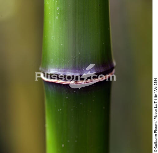 Bambous. - © Guillaume Plisson / Plisson La Trinité / AA12884 - Nos reportages photos - Plante
