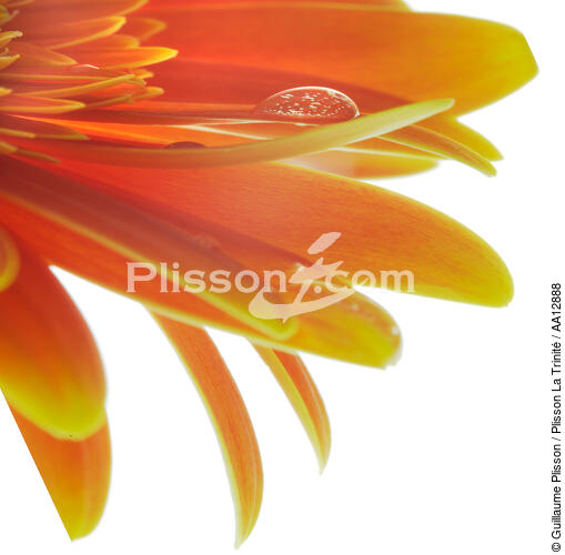 Gerbera orange. - © Guillaume Plisson / Plisson La Trinité / AA12888 - Nos reportages photos - Végétal