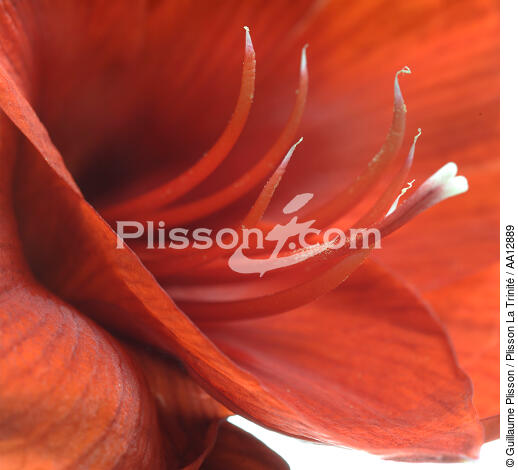 Amaryllis. - © Guillaume Plisson / Plisson La Trinité / AA12889 - Nos reportages photos - Flore