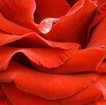 Rose rouge. © Guillaume Plisson / Plisson La Trinité / AA12891 - Nos reportages photos - Végétal