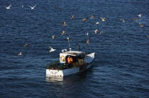 Fishing vessel in Maine. © Philip Plisson / Plisson La Trinité / AA12950 - Photo Galleries - Gull [small]