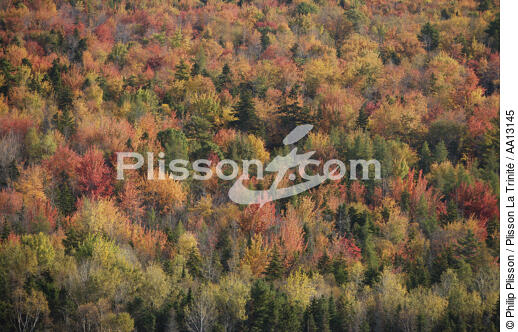 Autumn in Maine. - © Philip Plisson / Plisson La Trinité / AA13145 - Photo Galleries - Forest