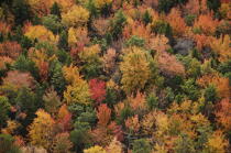 Autumn in Maine. © Philip Plisson / Plisson La Trinité / AA13150 - Photo Galleries - New England