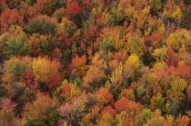 Autumn in Maine. © Philip Plisson / Plisson La Trinité / AA13151 - Photo Galleries - New England