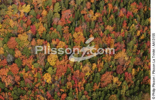 Automne dans le Maine. - © Philip Plisson / Plisson La Trinité / AA13155 - Nos reportages photos - Forêt