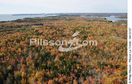 Autumn in Maine. - © Philip Plisson / Plisson La Trinité / AA13157 - Photo Galleries - Forest