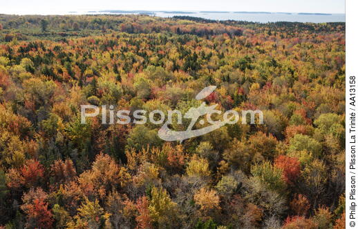 Autumn in Maine. - © Philip Plisson / Plisson La Trinité / AA13158 - Photo Galleries - Tree
