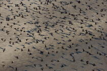 Vol de cormorans. © Philip Plisson / Plisson La Trinité / AA13444 - Nos reportages photos - Cormoran