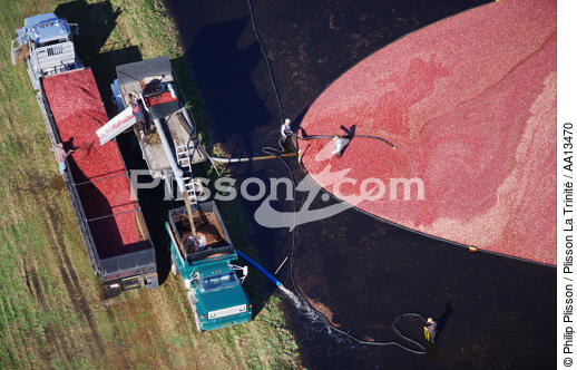 Récolte d'airelles dans le Massachusetts. - © Philip Plisson / Plisson La Trinité / AA13470 - Nos reportages photos - Airelle