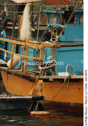 In the port of Aberdeen in Hong Kong. - © Philip Plisson / Plisson La Trinité / AA13979 - Photo Galleries - Dog