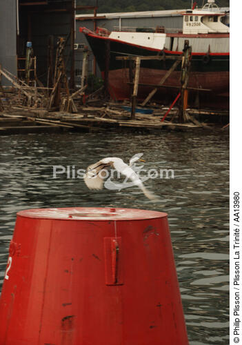 Dans le port d'Aberdeen à Hong Kong. - © Philip Plisson / Plisson La Trinité / AA13980 - Nos reportages photos - Oiseau de marais