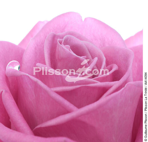 Rose. - © Guillaume Plisson / Plisson La Trinité / AA14094 - Photo Galleries - Vegetal