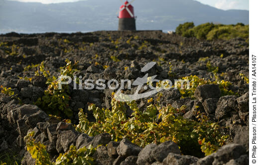 Vines in the Azores. - © Philip Plisson / Plisson La Trinité / AA14107 - Photo Galleries - Faial and Pico islands in the Azores