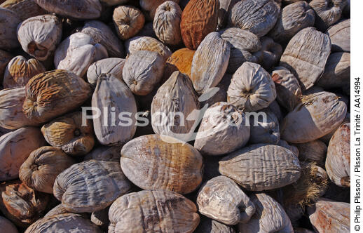Coconuts. - © Philip Plisson / Plisson La Trinité / AA14994 - Photo Galleries - Fruit