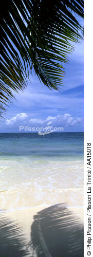 The Seychelles. - © Philip Plisson / Plisson La Trinité / AA15018 - Photo Galleries - Palm tree