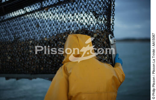 Oyster farming in the bay of Quiberon. - © Philip Plisson / Plisson La Trinité / AA15087 - Photo Galleries - Lighter used by oyster farmers