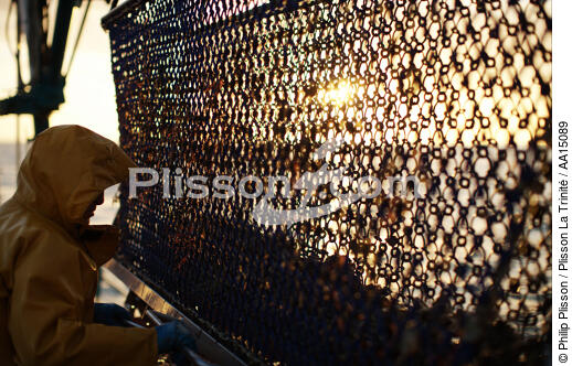 Oyster farming in the bay of Quiberon. - © Philip Plisson / Plisson La Trinité / AA15089 - Photo Galleries - Lighter used by oyster farmers