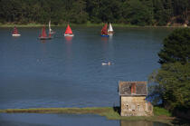 Traditional sailing on Auray river. © Philip Plisson / Plisson La Trinité / AA15691 - Photo Galleries - Auray [The River of]