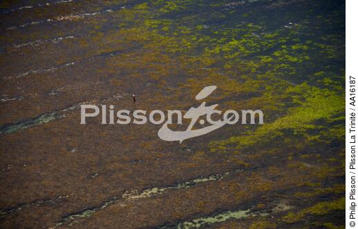 Littoral Malgache au nord de Tuléar - © Philip Plisson / Plisson La Trinité / AA16187 - Nos reportages photos - Algue