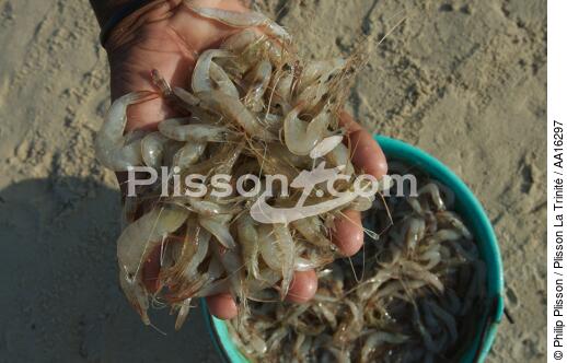 Morondava - © Philip Plisson / Plisson La Trinité / AA16297 - Nos reportages photos - Crustacé