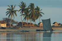 Belo sur mer © Philip Plisson / Plisson La Trinité / AA16341 - Photo Galleries - Coconut palm