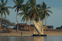 Belo sur mer © Philip Plisson / Plisson La Trinité / AA16342 - Photo Galleries - Coconut palm